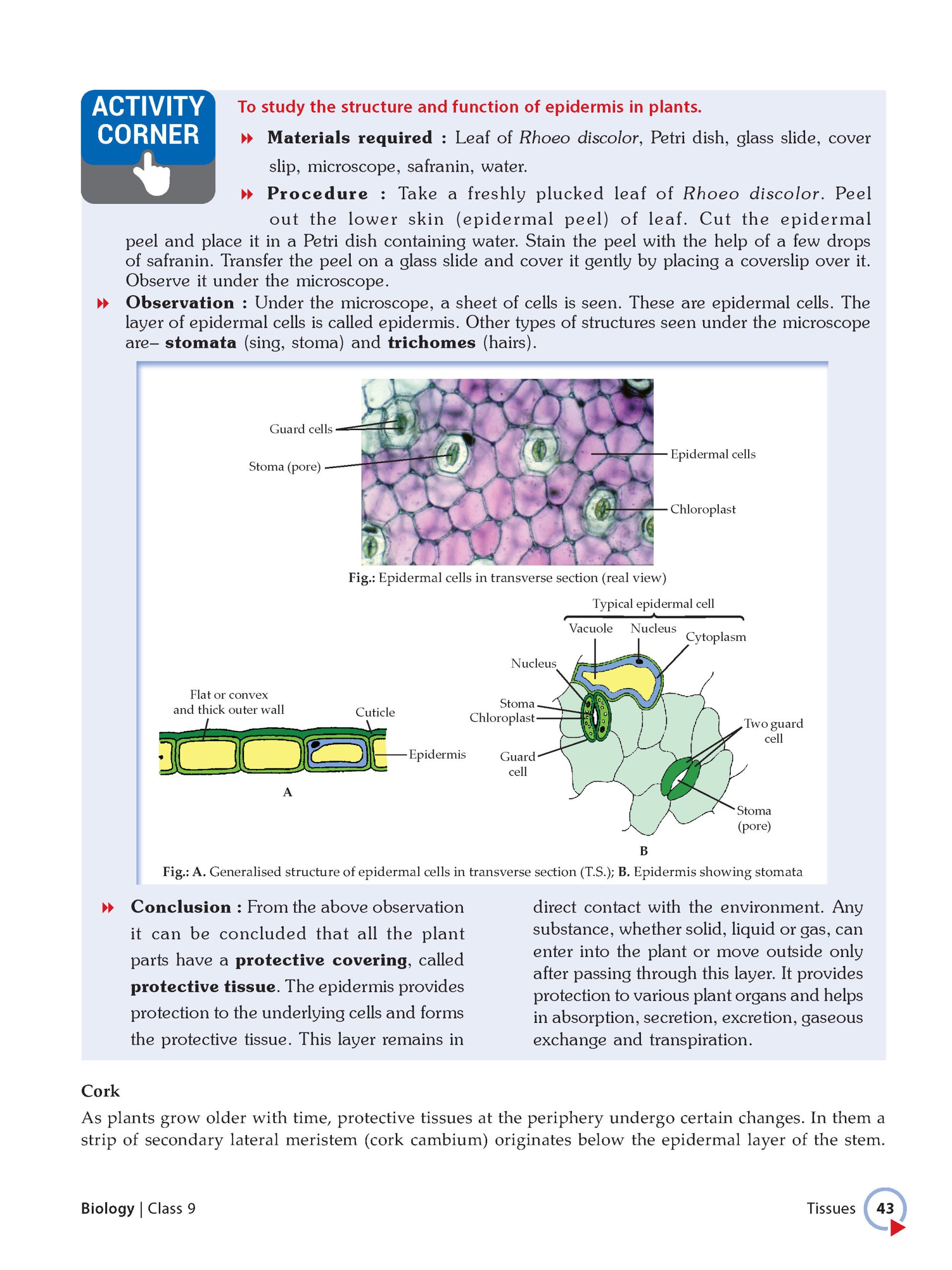 Foundation Course Class 9 Biology For NEET, IIT-JEE, CUET and Boards Exams (Edition 2026-2027)